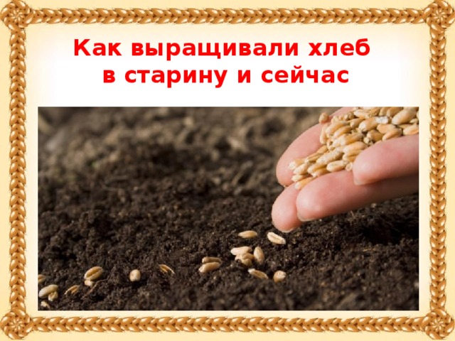 Как выращивали хлеб в старину и сейчас
