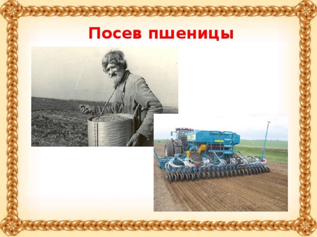 Посев пшеницы