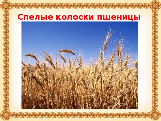 Спелые колоски пшеницы