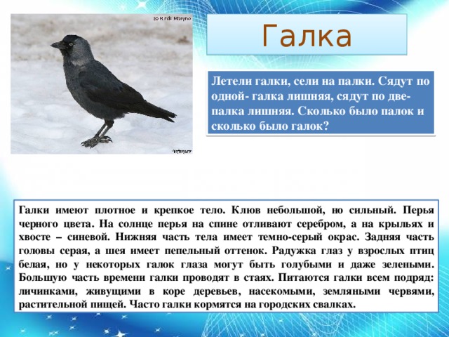 Галка Летели галки, сели на палки. Сядут по одной- галка лишняя, сядут по две- палка лишняя. Сколько было палок и сколько было галок? Галки имеют плотное и крепкое тело. Клюв небольшой, но сильный. Перья черного цвета. На солнце перья на спине отливают серебром, а на крыльях и хвосте – синевой. Нижняя часть тела имеет темно-серый окрас. Задняя часть головы серая, а шея имеет пепельный оттенок. Радужка глаз у взрослых птиц белая, но у некоторых галок глаза могут быть голубыми и даже зелеными. Большую часть времени галки проводят в стаях. Питаются галки всем подряд: личинками, живущими в коре деревьев, насекомыми, земляными червями, растительной пищей. Часто галки кормятся на городских свалках. 