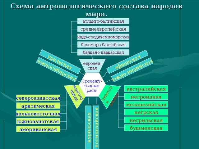 Схема антропологического состава народов мира. монголо- идная южносибирская южно-индийская уральская эфиопская полинезийская курильская Экватори альная атланто-балтийская среднеевропейская индо-средиземноморская беломоро-балтийская балкано-кавказская европей- ская Промежу- точные расы австралийская негроидная североазиатская меланезийская арктическая негрская дальневосточная негрильская южноазиатская бушменская американская 