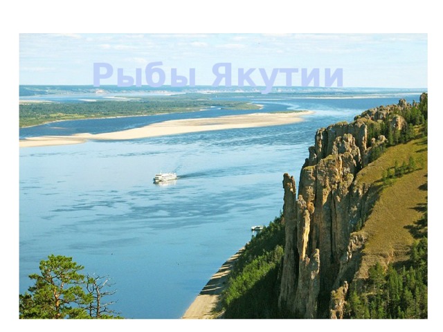 Рыбы Якутии 