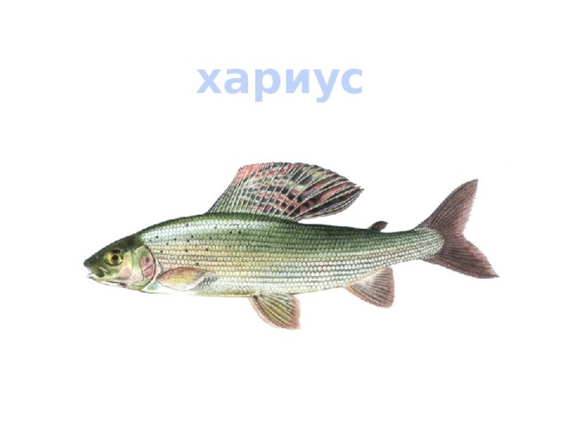 Хариус картинка для детей