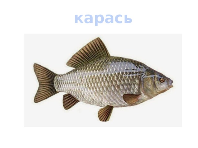 карась 