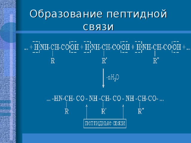 Образование пептидной связи 