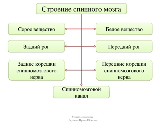 Строение спинного мозга Серое вещество Белое вещество Задний рог Передний рог Задние корешки спинномозгового нерва Передние корешки спинномозгового нерва Спинномозговой канал Учитель биологии Деулина Ирина Юрьевна 