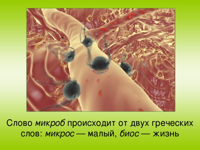 Слово микроб происходит от двух греческих слов: микрос — малый, биос — жизнь