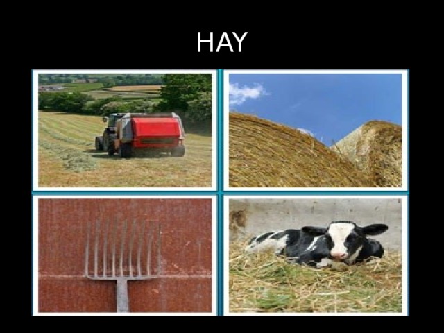 HAY 