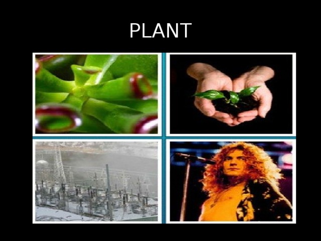 PLANT 