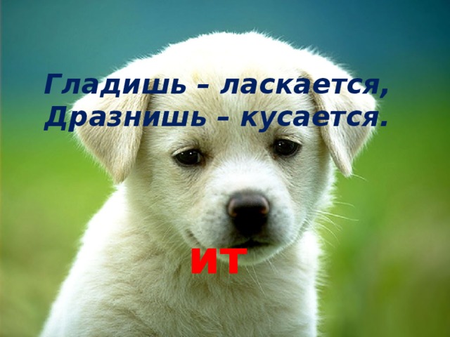 Гладишь – ласкается,  Дразнишь – кусается. ит