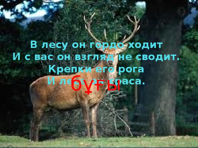 В лесу он гордо ходит  И с вас он взгляд не сводит.  Крепки его рога  И леса он краса. бұғы