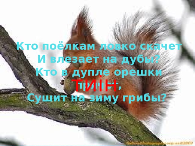 Кто поёлкам ловко скачет  И влезает на дубы?  Кто в дупле орешки прячет,  Сушит на зиму грибы? тиін