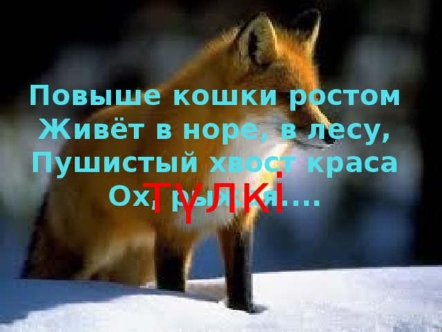 Повыше кошки ростом  Живёт в норе, в лесу,  Пушистый хвост краса  Ох, рыжая.... түлкі