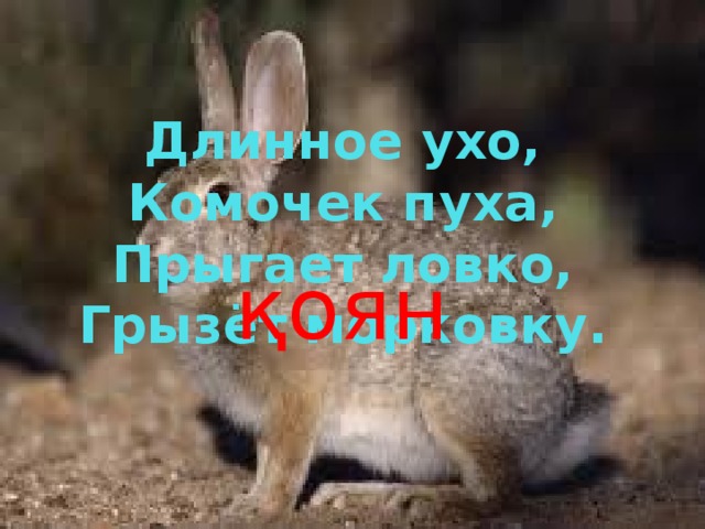 Длинное ухо,  Комочек пуха,  Прыгает ловко,  Грызёт морковку. қоян