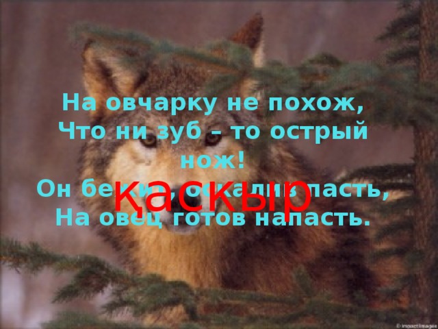 На овчарку не похож,  Что ни зуб – то острый нож!  Он бежит, оскалив пасть,  На овец готов напасть. қаскыр