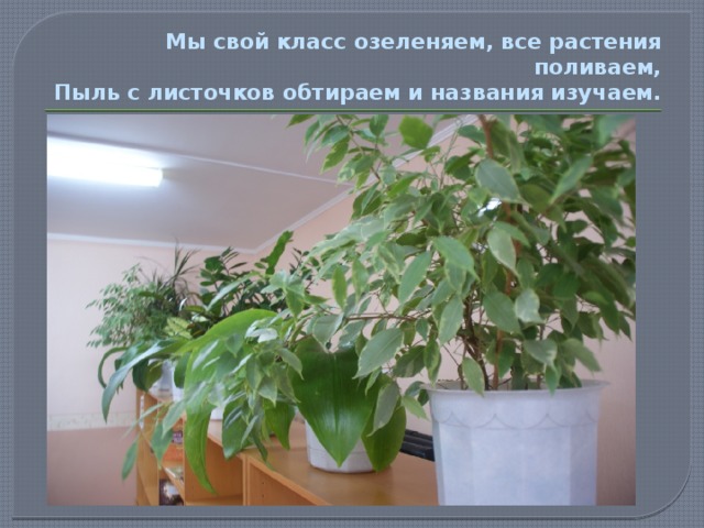 Мы свой класс озеленяем, все растения поливаем,  Пыль с листочков обтираем и названия изучаем. 