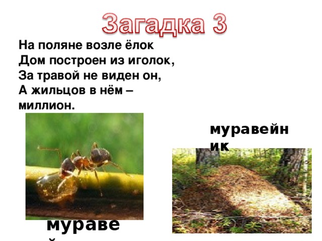 На поляне возле ёлок Дом построен из иголок, За травой не виден он, А жильцов в нём – миллион. муравейник муравей