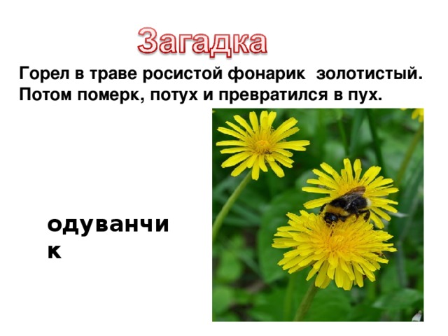 Горел в траве росистой фонарик золотистый. Потом померк, потух и превратился в пух. одуванчик
