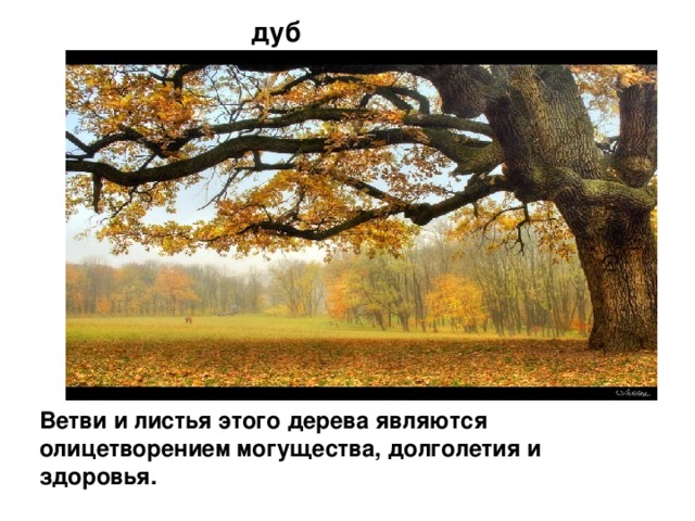 дуб Ветви и листья этого дерева являются олицетворением могущества, долголетия и здоровья.