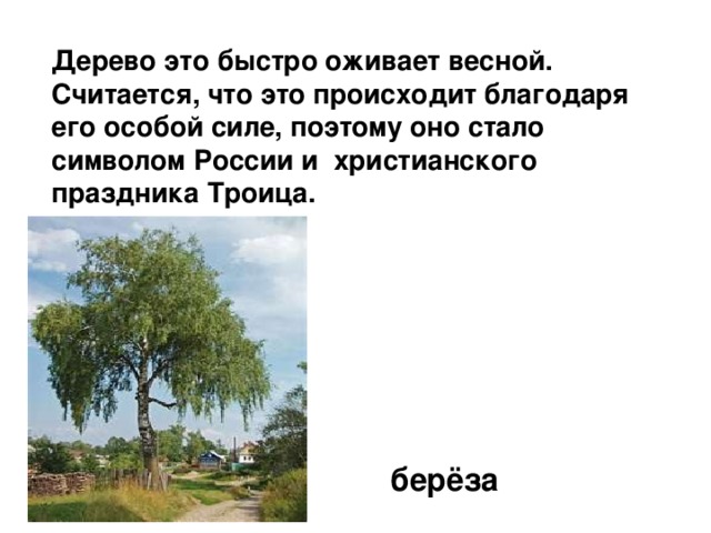 Дерево это быстро оживает весной. Считается, что это происходит благодаря его особой силе, поэтому оно стало символом России и христианского праздника Троица. берёза