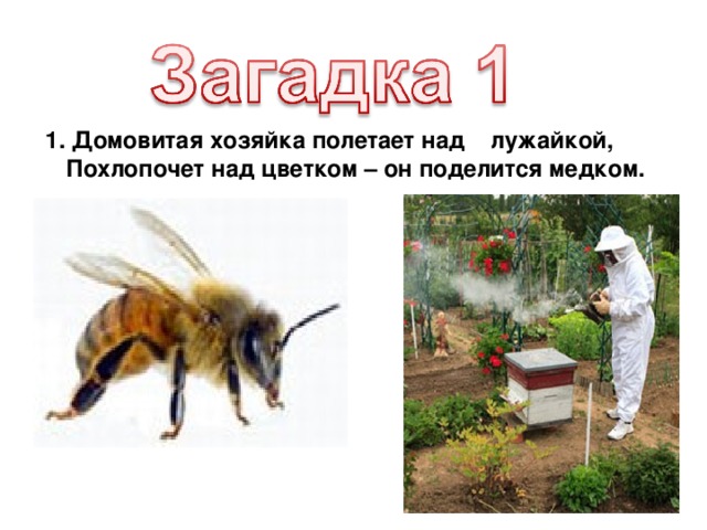 1. Домовитая хозяйка полетает над лужайкой,  Похлопочет над цветком – он поделится медком.