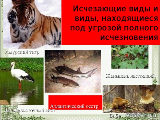Исчезающие виды и виды, находящиеся под угрозой полного исчезновения Амурский тигр Женьшень настоящий Атлантический  осетр Дальневосточный аист Бобр