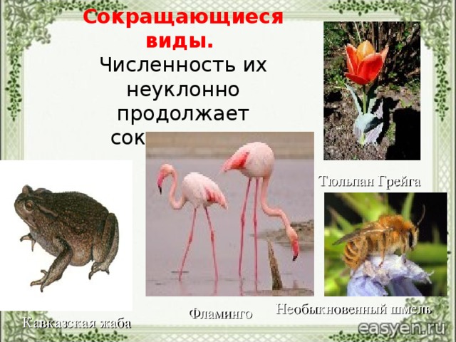 Сокращающиеся виды.  Численность их неуклонно продолжает сокращаться. Тюльпан Грейга Фламинго Необыкновенный шмель Кавказская жаба