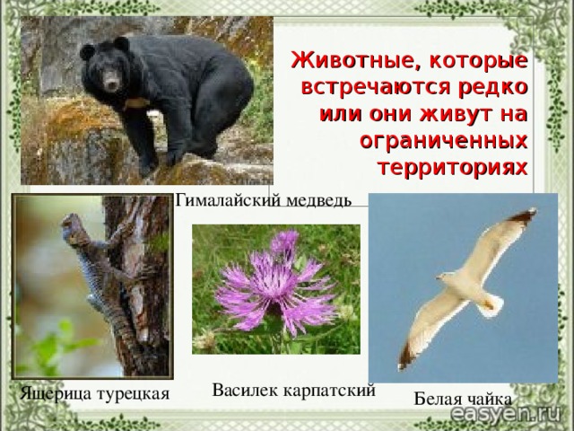 Животные, которые встречаются редко или они живут на ограниченных территориях Гималайский медведь Белая чайка Василек карпатский Ящерица турецкая