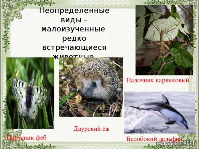 Неопределенные виды – малоизученные редко встречающиеся животные. Палочник карликовый Даурский ёж Парусник феб Белобокий дельфин