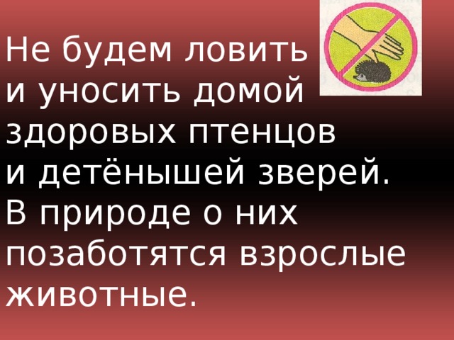 Не будем ловить  и уносить домой здоровых птенцов  и детёнышей зверей.  В природе о них позаботятся взрослые животные.