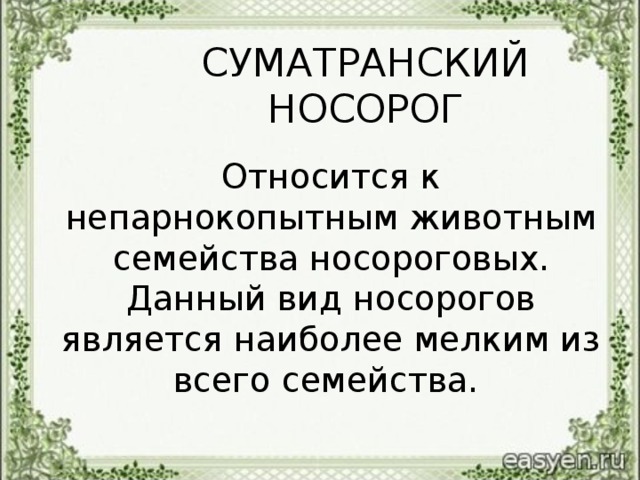 СУМАТРАНСКИЙ НОСОРОГ  Относится к непарнокопытным животным семейства носороговых. Данный вид носорогов является наиболее мелким из всего семейства.