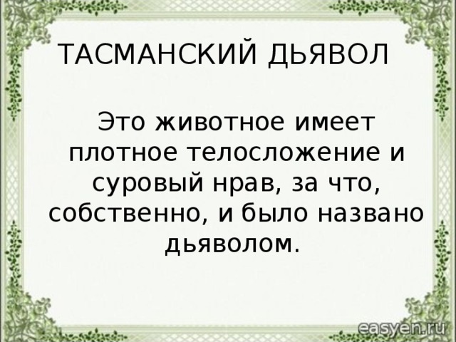 ТАСМАНСКИЙ ДЬЯВОЛ  Это животное имеет плотное телосложение и суровый нрав, за что, собственно, и было названо дьяволом.