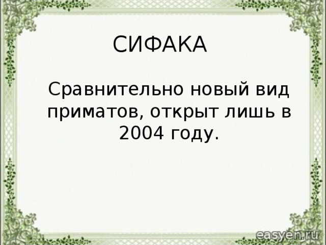 СИФАКА   Сравнительно новый вид приматов, открыт лишь в 2004 году.