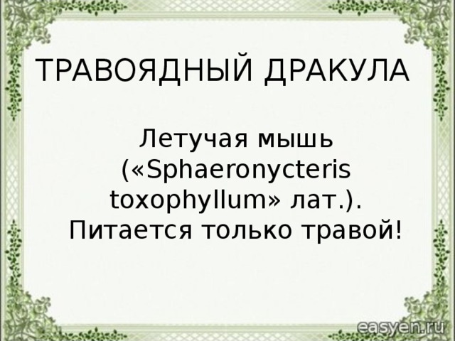 ТРАВОЯДНЫЙ ДРАКУЛА  Летучая мышь («Sphaeronycteris toxophyllum» лат.) . Питается только травой!