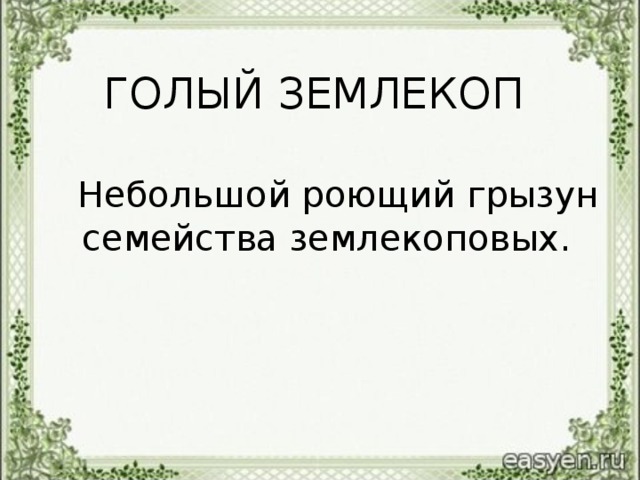 ГОЛЫЙ ЗЕМЛЕКОП   Небольшой роющий грызун семейства землекоповых.