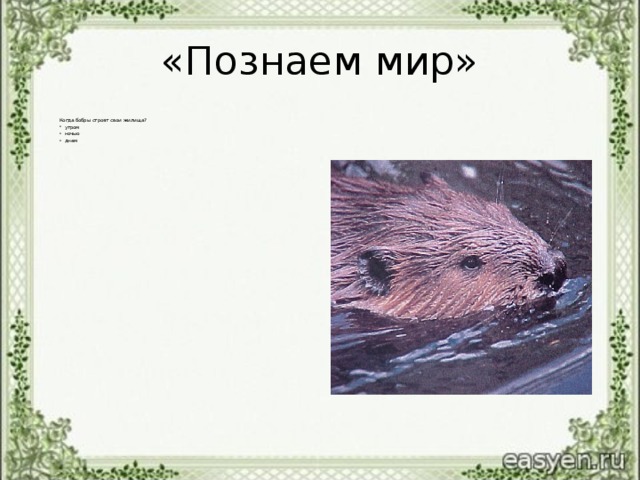 «Познаем мир» Когда бобры строят свои жилища?