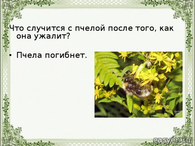Что случится с пчелой после того, как она ужалит?