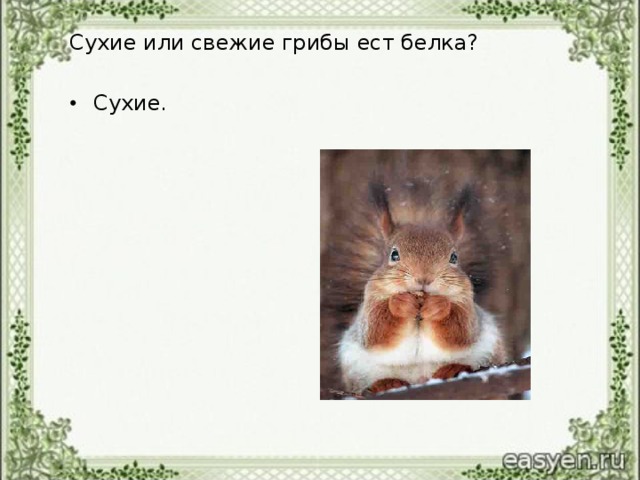 Сухие или свежие грибы ест белка?