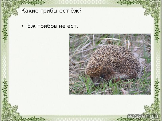 Какие грибы ест ёж?
