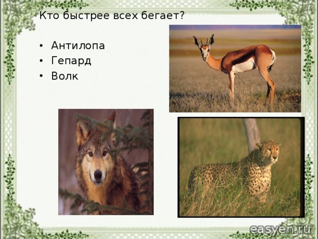 Кто быстрее всех бегает?