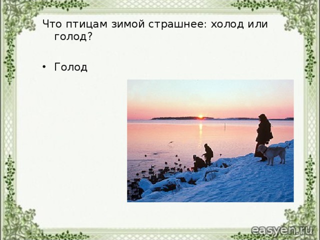 Что птицам зимой страшнее: холод или голод?