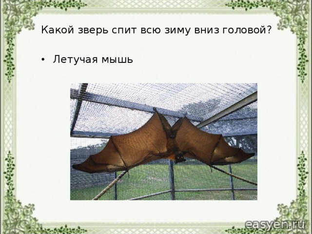 Какой зверь спит всю зиму вниз головой?