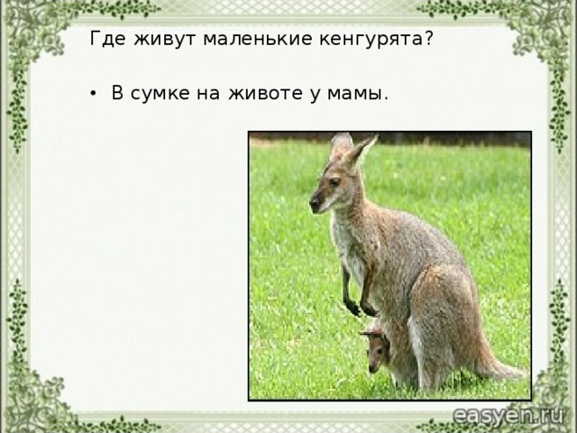 Где живут маленькие кенгурят a ?