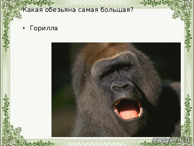 Какая обезьяна самая большая?