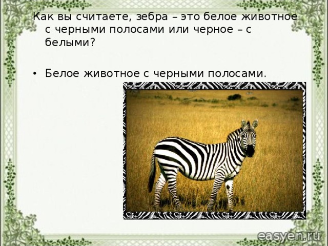 Как вы считаете, зебра – это белое животное с черными полосами или черное – с белыми?