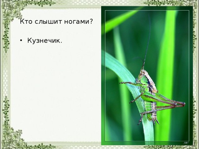 Кто слышит ногами?