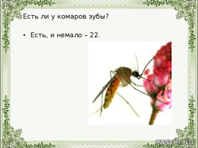 Есть ли у комаров зубы?