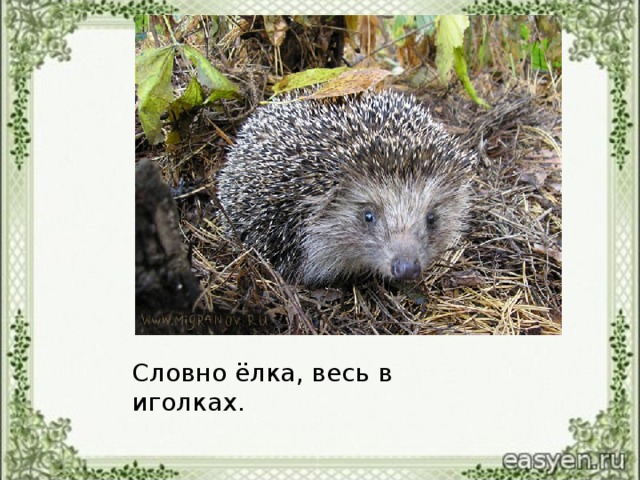 Словно ёлка, весь в иголках.