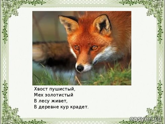 Хвост пушистый, Мех золотистый В лесу живет, В деревне кур крадет.