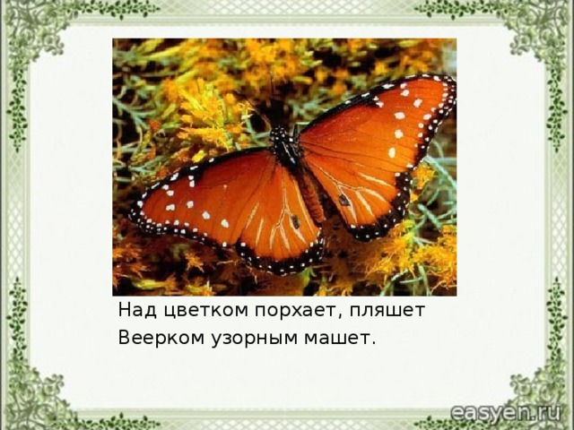 Над цветком порхает, пляшет Веерком узорным машет.